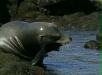 California Sea Lion