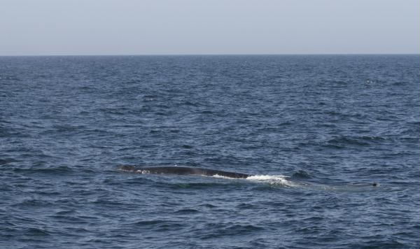 Fin Whale <i>Balaenoptera physalus</i>