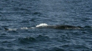 Fin Whale