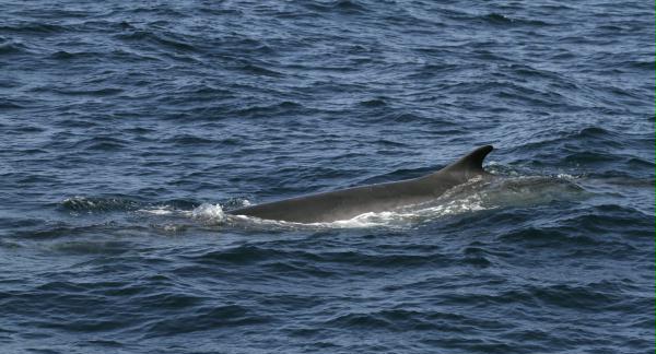 Fin Whale <i>Balaenoptera physalus</i>