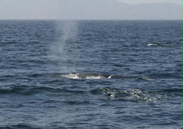 Fin Whale <i>Balaenoptera physalus</i>