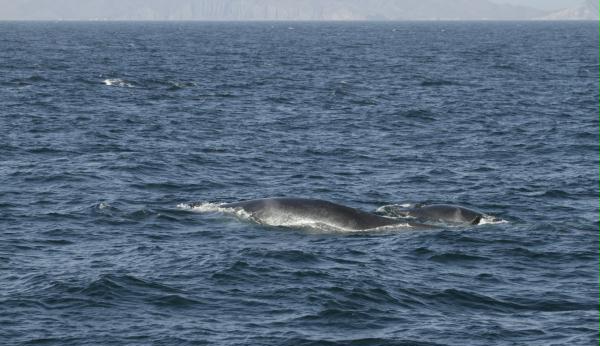 Fin Whale <i>Balaenoptera physalus</i>