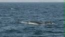 Fin Whale