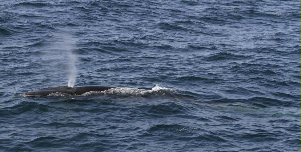 Fin Whale <i>Balaenoptera physalus</i>