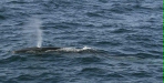 Fin Whale