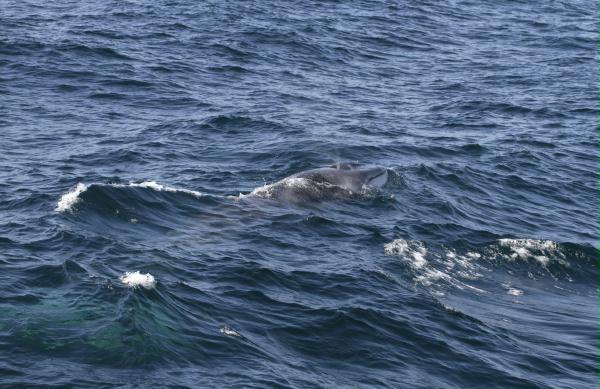 Fin Whale <i>Balaenoptera physalus</i>
