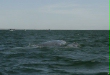 Gray Whale <i>Eschrichtius robustus</i>