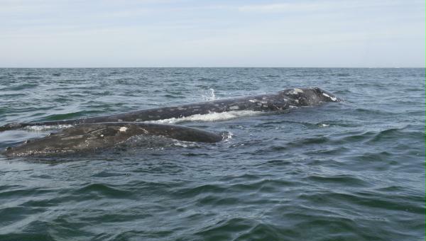 Gray Whale <i>Eschrichtius robustus</i>