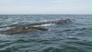 Gray Whale <i>Eschrichtius robustus</i>