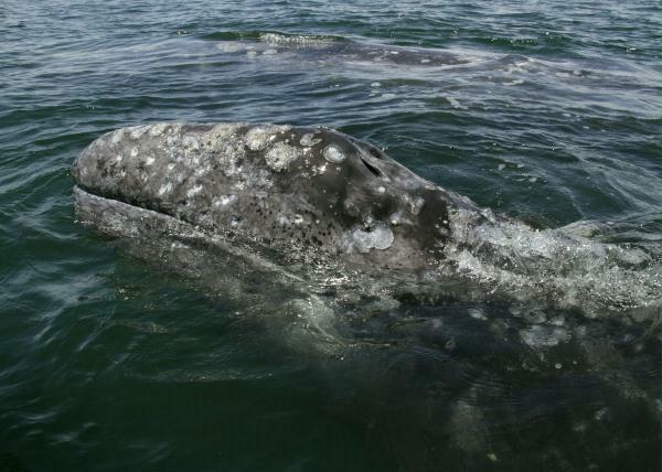 Gray Whale <i>Eschrichtius robustus</i>