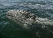 Gray Whale <i>Eschrichtius robustus</i>