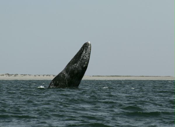 Gray Whale <i>Eschrichtius robustus</i>