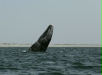 Gray Whale <i>Eschrichtius robustus</i>