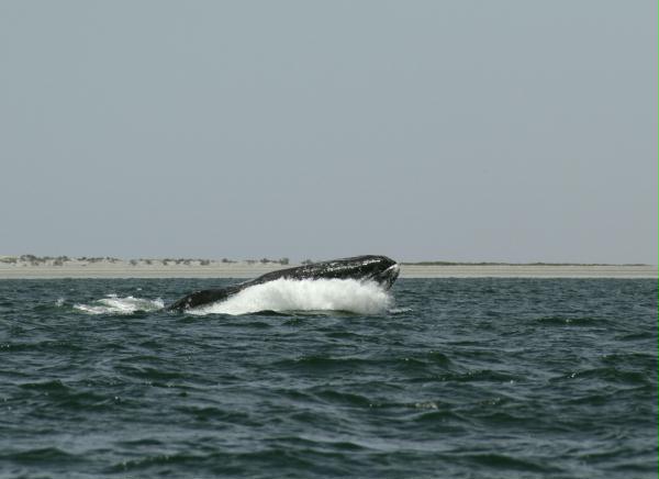 Gray Whale <i>Eschrichtius robustus</i>