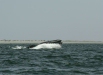 Gray Whale <i>Eschrichtius robustus</i>