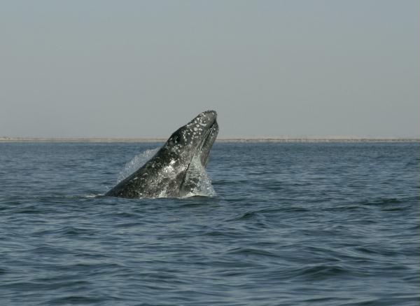 Gray Whale <i>Eschrichtius robustus</i>