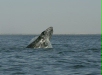 Gray Whale <i>Eschrichtius robustus</i>