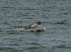 Gray Whale <i>Eschrichtius robustus</i>