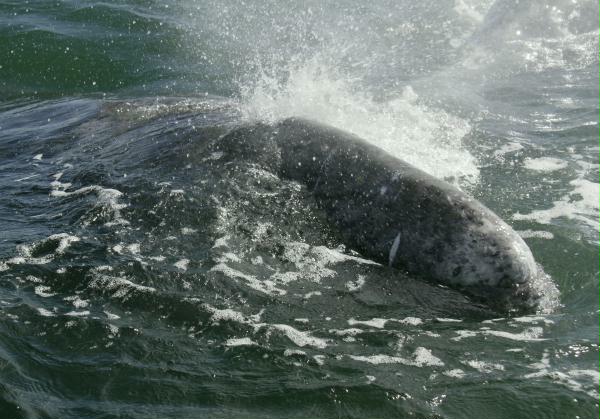 Gray Whale <i>Eschrichtius robustus</i>