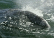 Gray Whale <i>Eschrichtius robustus</i>