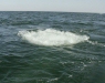 Gray Whale <i>Eschrichtius robustus</i>