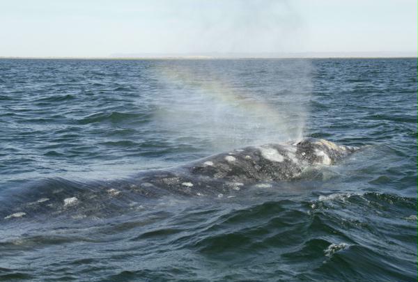 Gray Whale <i>Eschrichtius robustus</i>