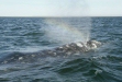 Gray Whale <i>Eschrichtius robustus</i>