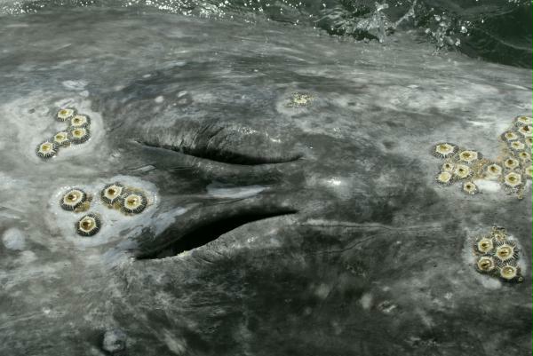 Gray Whale <i>Eschrichtius robustus</i>