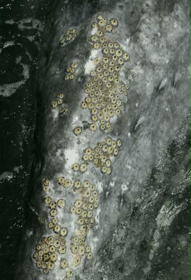 Gray Whale <i>Eschrichtius robustus</i>