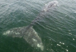 Gray Whale <i>Eschrichtius robustus</i>