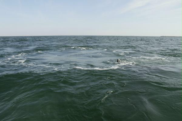Gray Whale <i>Eschrichtius robustus</i>