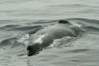 Humpback Whale <i>Megaptera novaeangliae</i>