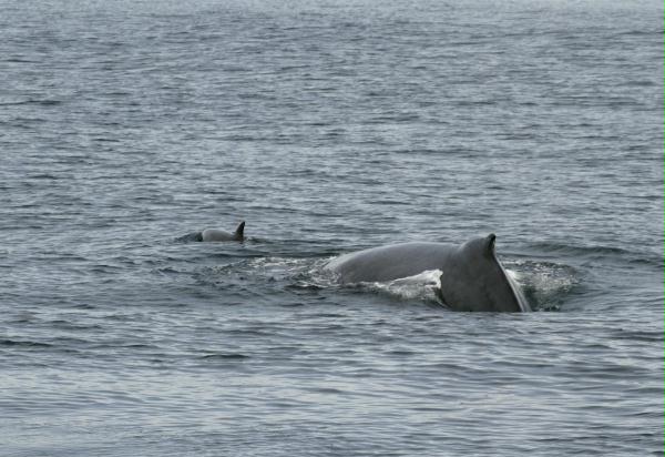 Humpback Whale <i>Megaptera novaeangliae</i>
