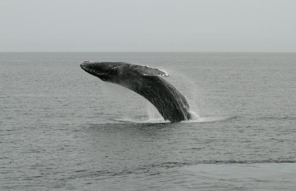 Humpback Whale <i>Megaptera novaeangliae</i>