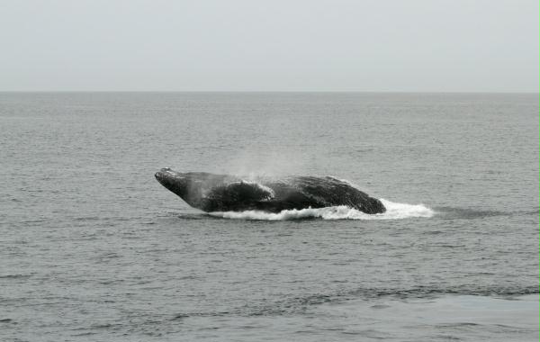 Humpback Whale <i>Megaptera novaeangliae</i>