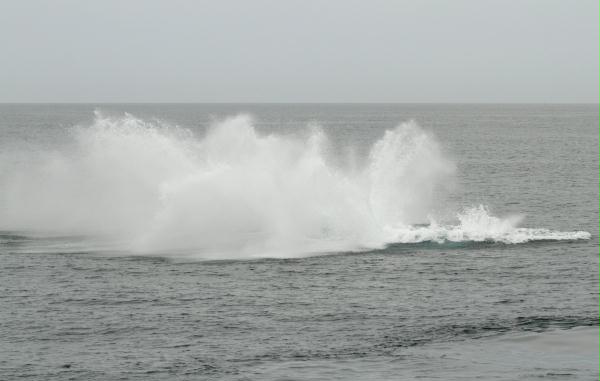 Humpback Whale <i>Megaptera novaeangliae</i>