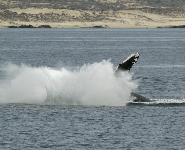 Humpback Whale <i>Megaptera novaeangliae</i>