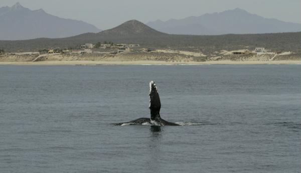 Humpback Whale <i>Megaptera novaeangliae</i>