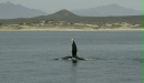 Humpback Whale <i>Megaptera novaeangliae</i>