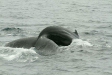 Humpback Whale <i>Megaptera novaeangliae</i>
