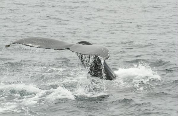 Humpback Whale <i>Megaptera novaeangliae</i>