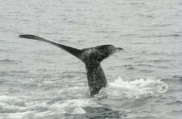 Humpback Whale <i>Megaptera novaeangliae</i>