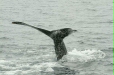 Humpback Whale <i>Megaptera novaeangliae</i>