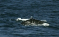 Humpback Whale <i>Megaptera novaeangliae</i>