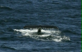 Humpback Whale <i>Megaptera novaeangliae</i>