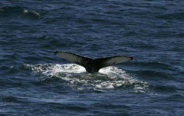 Humpback Whale <i>Megaptera novaeangliae</i>