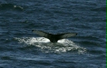 Humpback Whale <i>Megaptera novaeangliae</i>