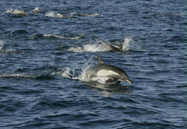 Long-beaked Common Dolphin <i>Delphinus capensis</i>
