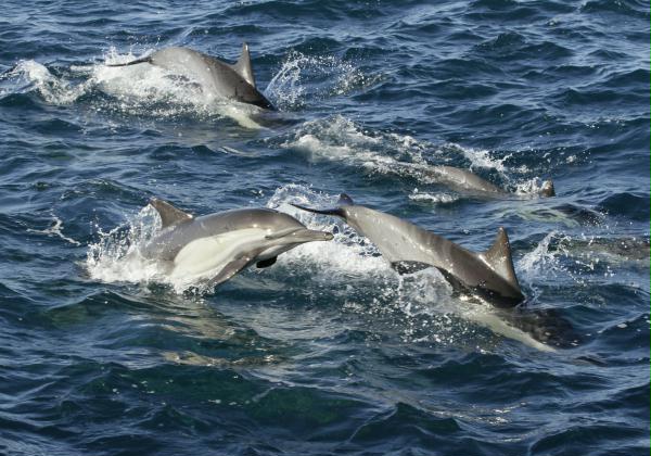Long-beaked Common Dolphin <i>Delphinus capensis</i>