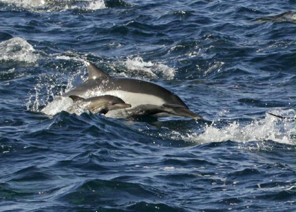 Long-beaked Common Dolphin <i>Delphinus capensis</i>